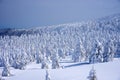 Snow Monsters of Mt.Zao in Yamagata, Japan Royalty Free Stock Photo